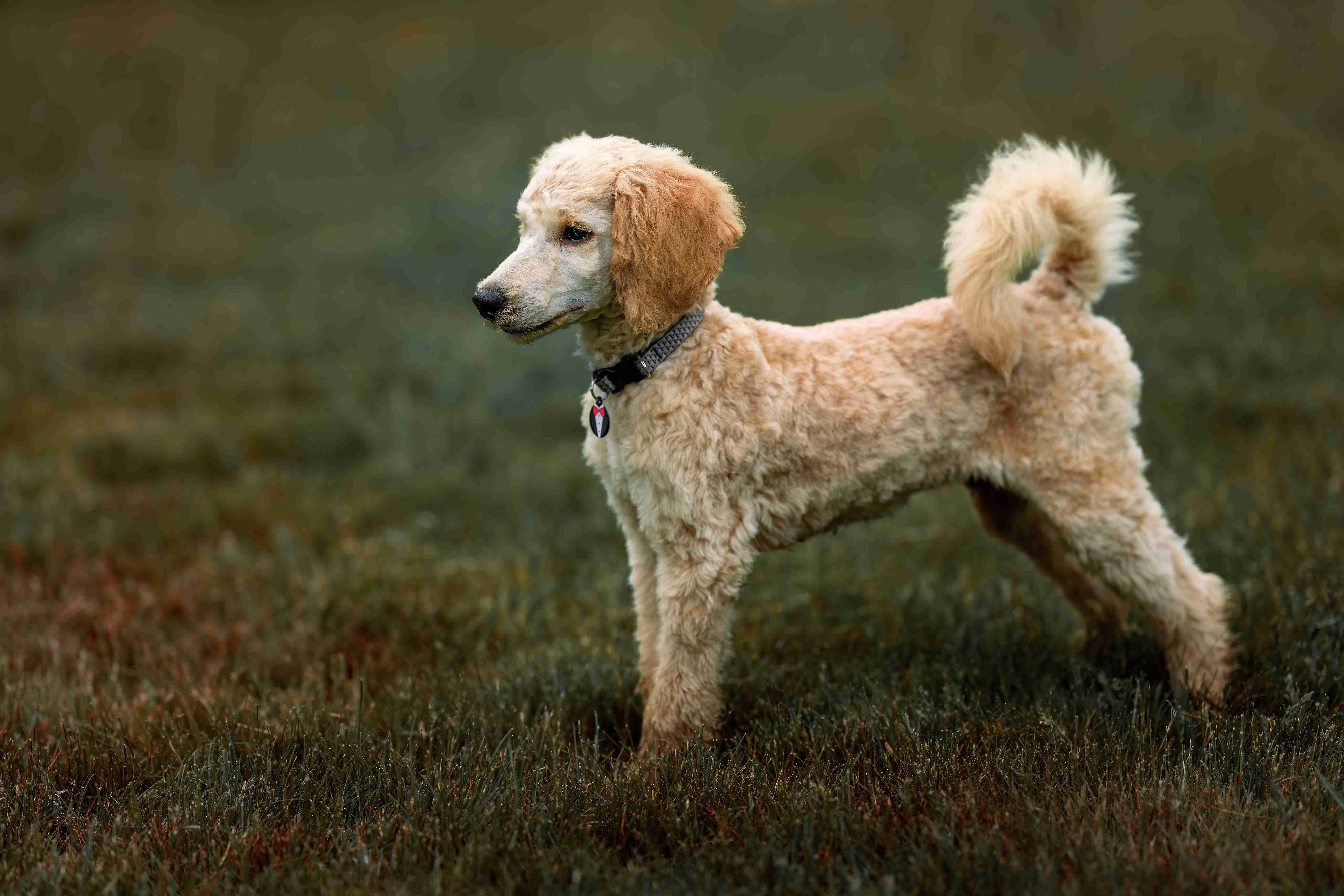 Did you have any concerns about introducing your Poodle puppy to strangers or visitors?